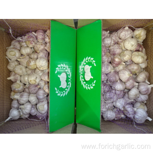 Fresh Normal White Garlic High Quality